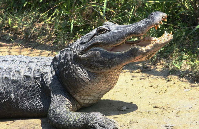 Excursión a la isla Tybee + Avistamiento de delfines - Foto 7