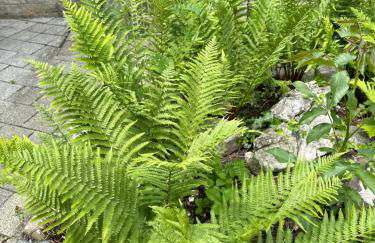 kukione Ferienwohnung - Foto 56