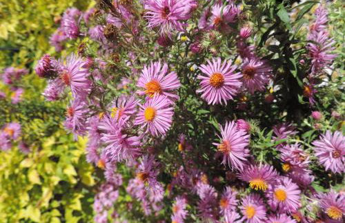 Le Numéro 1, maisonnette en Puisaye - Foto 38