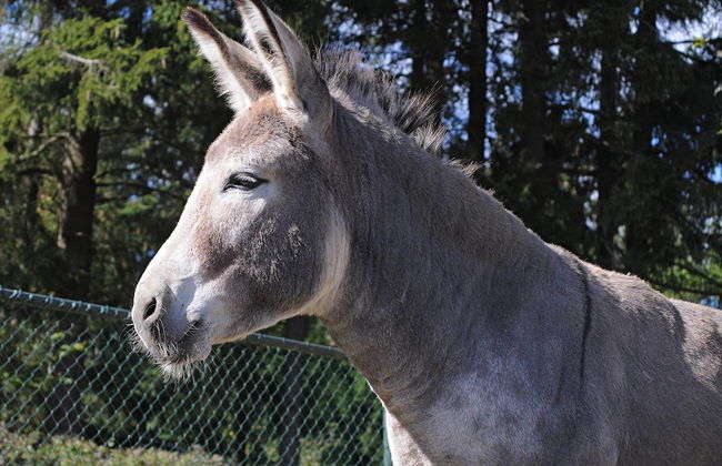 Chalet in Gerolstein Near Forest Trails - Foto 15