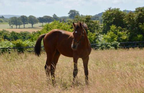 Barn Cottage -Westerlands - Foto 22