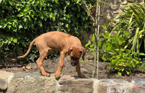 Richmond Hill Cottages, Exclusive 6 bedroom Farm House, Markington with heated pool - Photo 57
