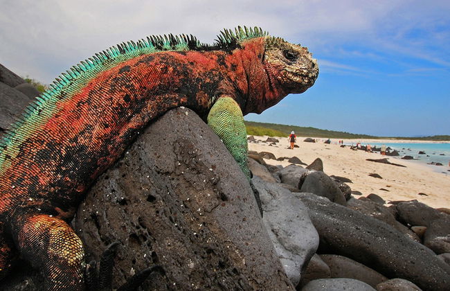 Plaza Islands Full-Day Tour from Santa Cruz - Photo 2