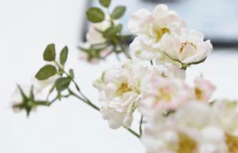 Villa Kranich - Foto 16