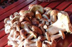 Domek w Ocyplu-Ocypelski Śpik ,Bory Tucholskie - Foto 16