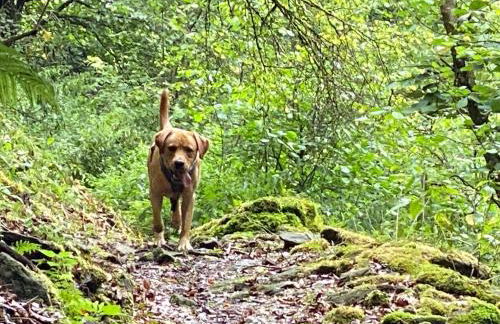 Waldläufer Brilon - Foto 41