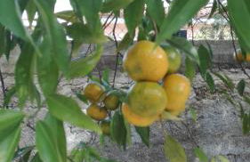 Caledonia Relax - Photo 42