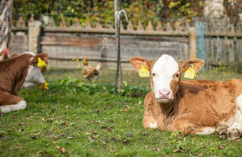 Lindemair - Photo 44