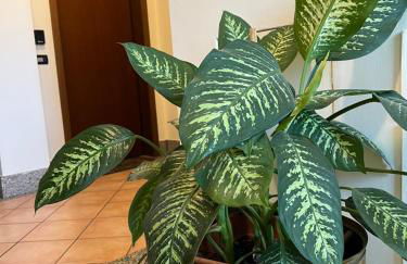 Turin Bicerin Brown - Foto 29