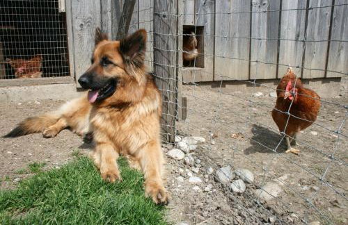 Berghof Heger - Foto 25