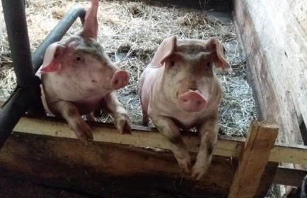 Bauernhof Süßhof - Foto 52