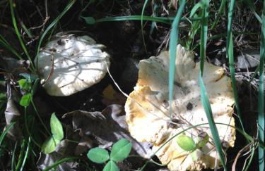 El Refugio de Aran Vielha Aparthotel - Foto 118