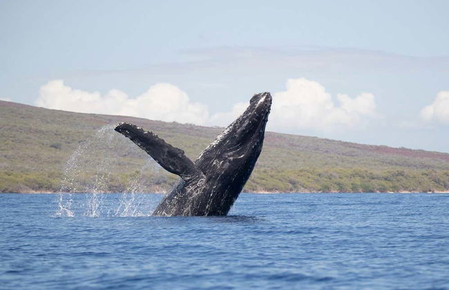 Avistamento de baleias em Maui - Foto 3