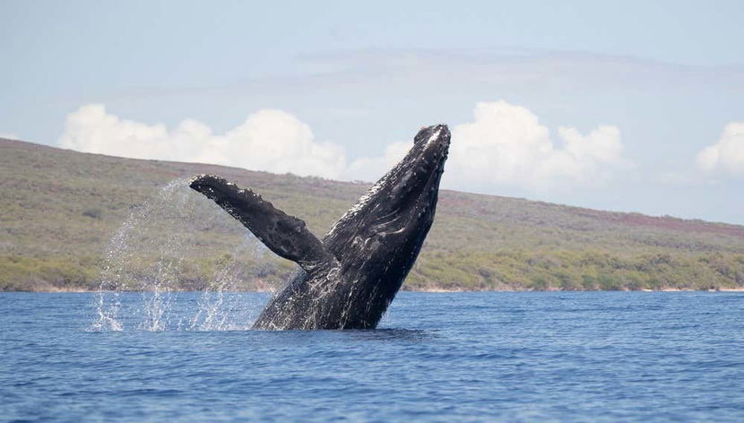 Witnessing the majestic whales