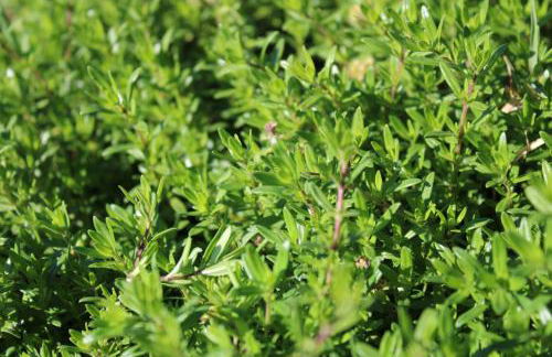 Agriturismo Masseria Cannella - Foto 55