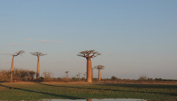 Marofandilia Private Reserve - Foto 5