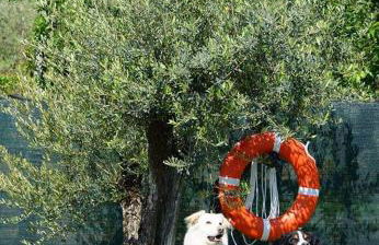 Casa Galina - Foto 33