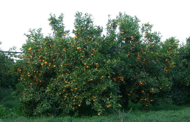 Casavacanze BioMele - Foto 30