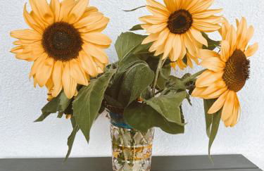Ferienwohnung Moselflair mit direktem Blick auf die Mosel und Weinberge - Foto 19