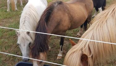 Ferienhof Homann Sauerland - Foto 5