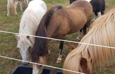 Ferienhof Homann Sauerland - Foto 5