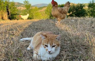 Agriturismo La Valle Dimenticata - Foto 34