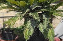 La Casetta di Camelia - Foto 61