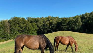 Happy Horse Sosnowa Góra - Foto 2