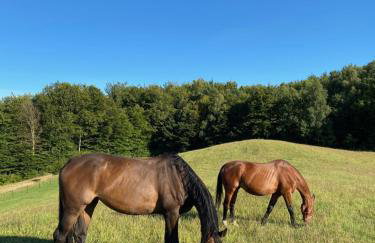 Happy Horse Sosnowa Góra - Foto 2