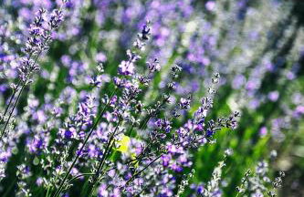 Lavender House - Foto 72