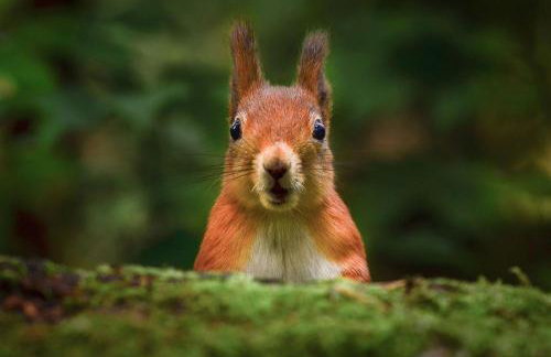 Muddy Boots Scarpa - Photo 24