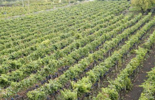 Etna Wine Azienda Agrituristica - Foto 18