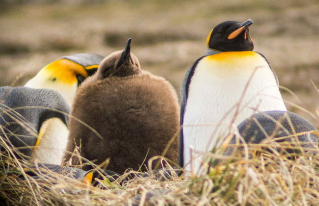 Excursión a la isla Tierra del Fuego - Foto 6