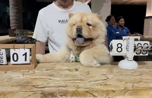 azure camotes resort hotel - Foto 2