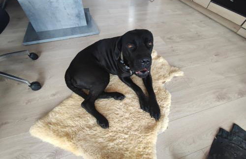 Domki nad Jeziorem Sunia - Foto 24