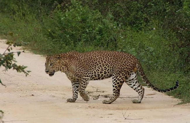 Nature Park Udawalawe - Foto 38