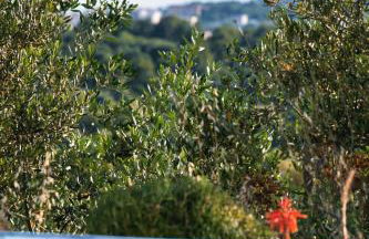 Villa Campagna - Foto 37
