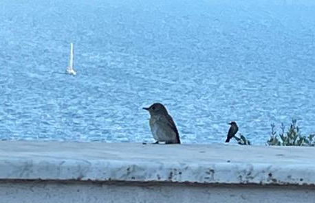 Villa Bianca, piscina e panorama - Foto 48