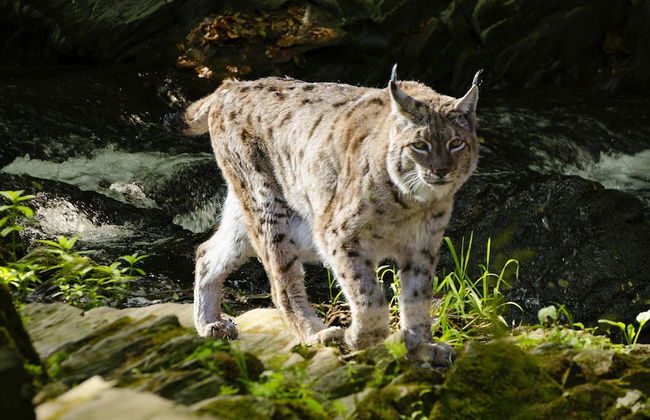 Log Cabin in Hasselfelde Near Harzer-hexen-stieg - Foto 18
