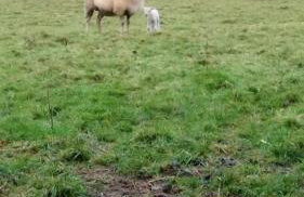 Gîte Lann Er Viline - Foto 29