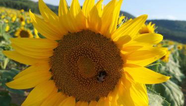 Sudety Canna House - Foto 3