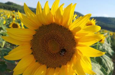 Sudety Canna House - Foto 3