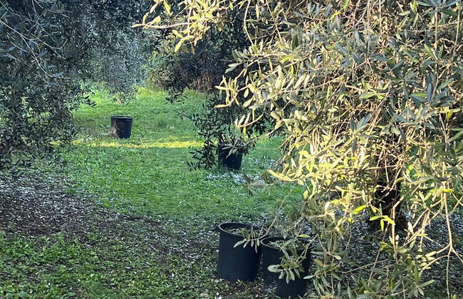 Agriturismo Podere Cortilla - Foto 64