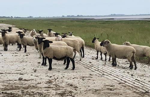 Ferienhaus Wattkieker - Foto 11