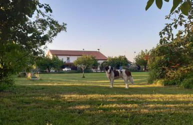 Agriturismo il Podere Vedelago con San Bernardo, Alpaca e una Pentola di cose da scoprire - Foto 33