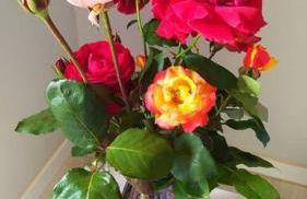 Cabana Linha Brasil - Foto 17