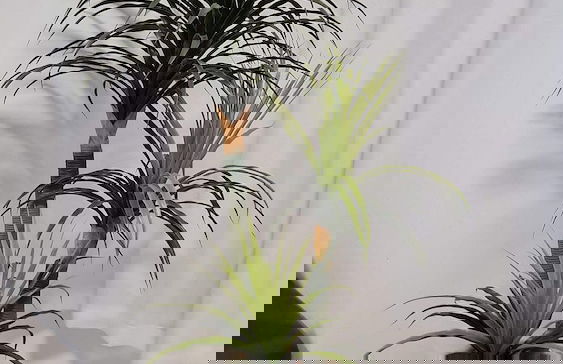 Velutti Family Vista Mar - Penha - SC - Foto 45