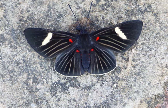 Moxos Jesuit Missions & Coitarama Lagoon - Foto 8