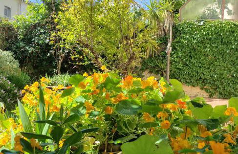 Les Papillons - Foto 1