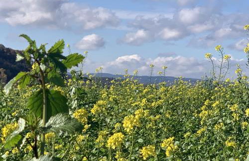 1 Zimmer mit Bad ohne Küche, 1 Person, 15 qm, direkt an der Aach - Foto 25